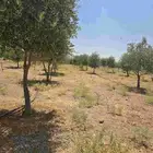 شجر زيتون نيبالي محسن احجام كبيره