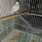 للبيع ذكر روز