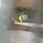 ياسمين موزنييقي