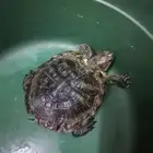 سلحفاة برماىيه للبيع