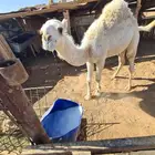 قعود للبيع شرط اكله حليب وشعير