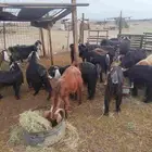 معزا مراح للبيع