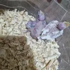 فرخين كروان