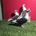حمام بربريسي شامي احمر