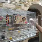 طيور روز للبيع
