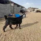 عدد 2 تيوس ذبايح
