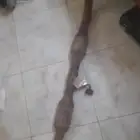 تويوتا انوفا دبت البيه موديل 2011