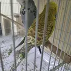 جوز بادجي انجليزي منتج