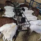 برابر وتيوس صومالية مرابي شهرين ونصف للبيع