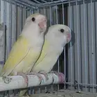 زوج اينو فاخر