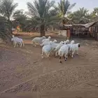 حري و مشروك بالزلفي