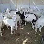 طليان ذبائح طيبه