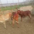 حسلان البيع