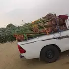 نخل مثمر