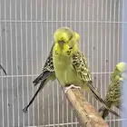 للبيع فرخ بادجي انجليزي نازل من مستوى قوي