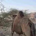 حايل رباع للبيع