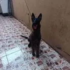 كلبه مالينو بيور بلجيكي انثاء العمر 5 الي6 شهور تربيه بيت ها