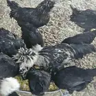 دجاج بلوش للبيع