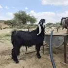 تيس عارضي ثني