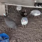 دجاج حبشي