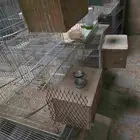 للبيع شبوك طيور