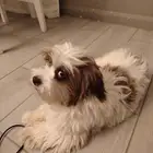 كلب ملتيز عمرة سبعه شهور لطيف مطلوب فوق اربعه وعلى السوم