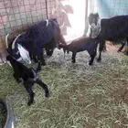 عنزين وحده معها واحد ووحده معها اثنين اعمار المعزا تامات وعم