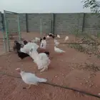 رومي للبيع الصحه ممتازه