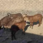 طليان سواكن تربية مع التوصيل