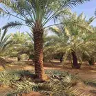 متوفر نخل اخلاص