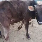 حيسل جرسي