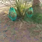 نخل