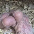 فراخ روز عيون حمر