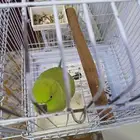 أنثى ببغاء درة هندي للبيع