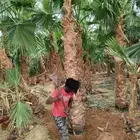 نخل واشنطن نخيل واشنطني