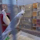 زوج كروان هولندي والبينو.فخم