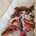 اسماك طازجه فاخره ناجل شريفي هامور