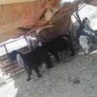 معزا عوارض مقنو مراح واحد