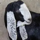 تيس