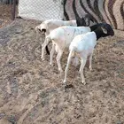 خرفان برابر