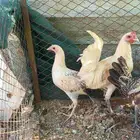 دجاج بلدي للبيع