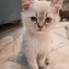 قطط للبيع صغيره
