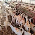 تيوس صومالي