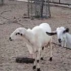 فحل ضراب بلدي للبيع او البدل