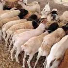 50 راس برابر وتيوس مرابي 3 شهور