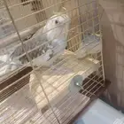 للبيع ببغاء كروان أنثى الون ابيض على رصاصي