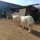 رخال حري مقاني صنف