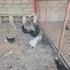 دجاج فيومي بلدي اندنوسي مشكل