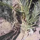 يوجد جثيثه مثمر بياض نجران وفيها أربع فسائل