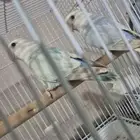 ببغاء روز زوج